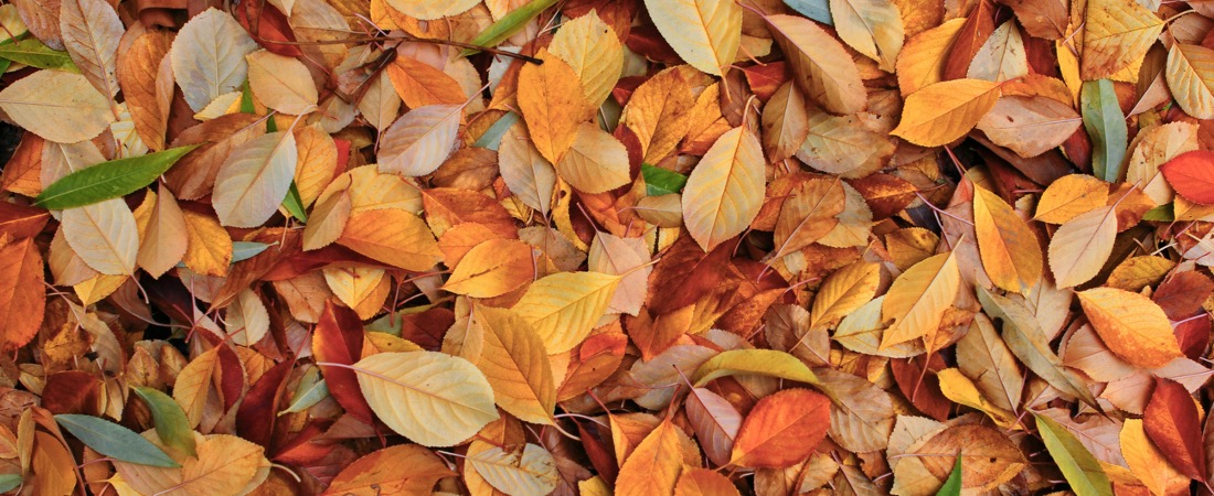 Fall leaves